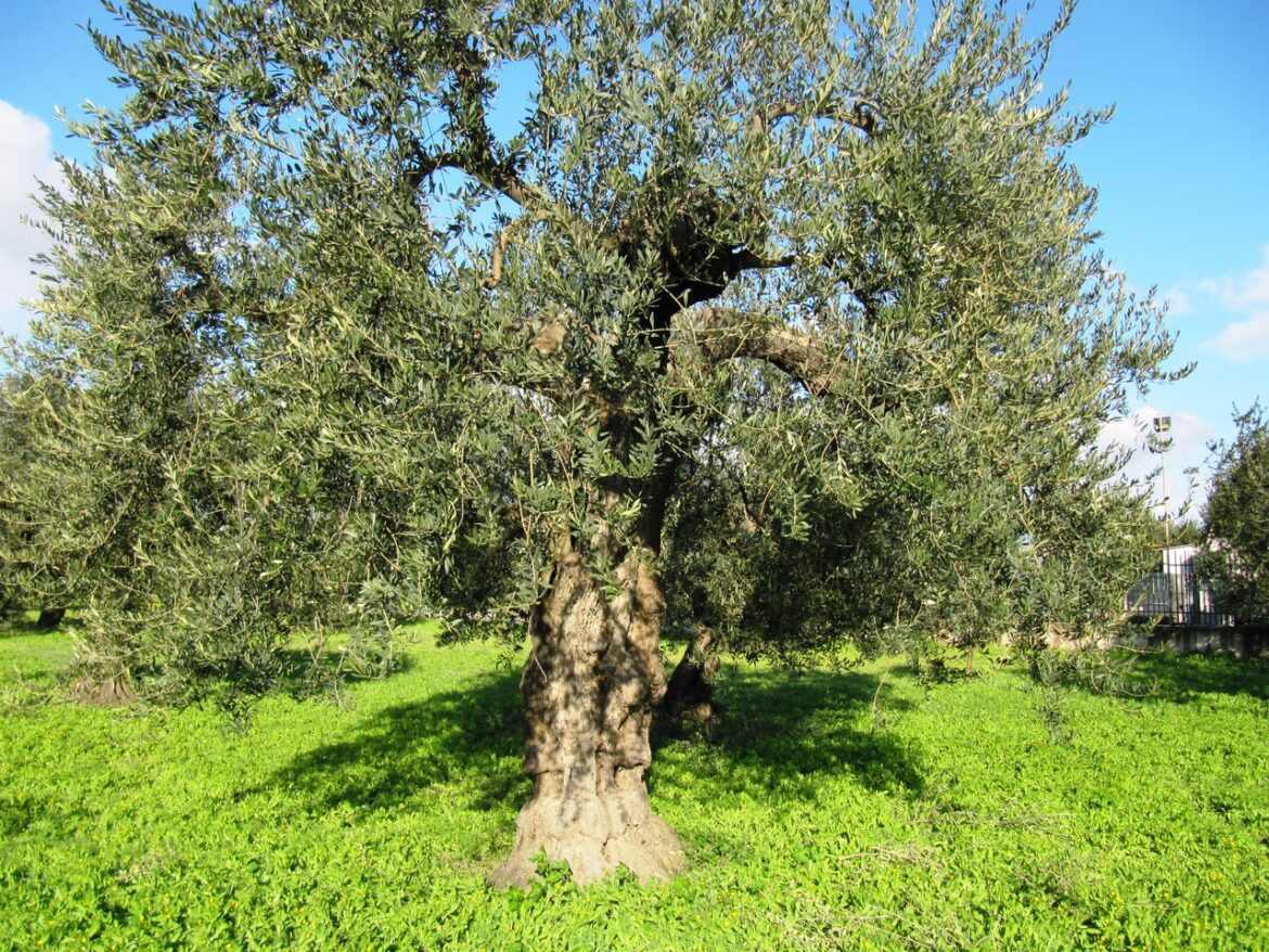 Tree-Italy.jpeg